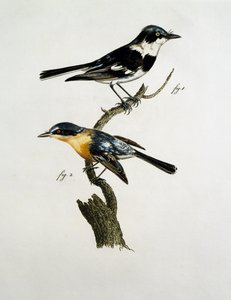 Male and female of Pririt Batis (Batis pririt)
