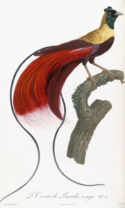 Red Bird of Paradise by Jacques Barraband