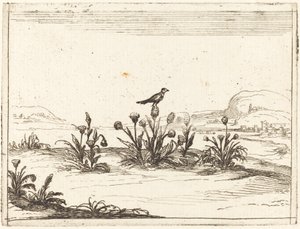 Bird Perched on a Thistle