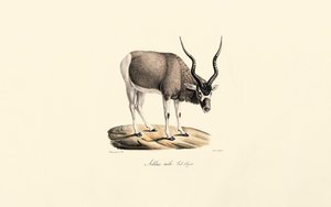 Addax Antelope (Winter Coat) by Jacques Christophe Werner