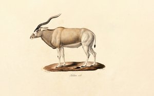 Addax Antelope