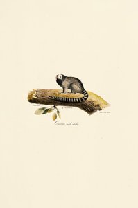 Adult Male Common Marmoset
