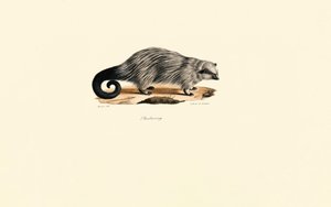 African Brush-tailed Porcupine by Jacques Christophe Werner