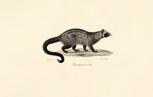 African Civet