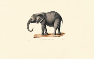 African Elephant (Juvenile)