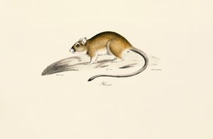 African Gerbil