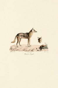 African Golden Jackal from Senegal