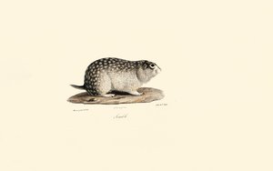 African Ground Squirrel by Jacques Christophe Werner