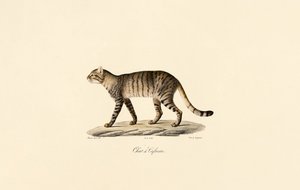 African Wildcat