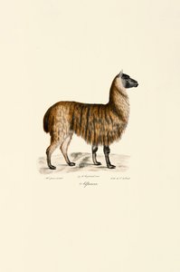 Alpaca