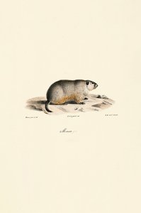 Alpine Marmot (Monax Variant)