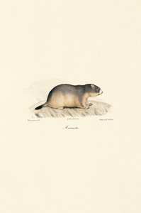 Alpine Marmot