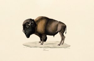 American Bison by Jacques Christophe Werner