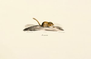 American Deer Mouse by Jacques Christophe Werner