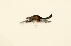 American Marten by Jacques Christophe Werner