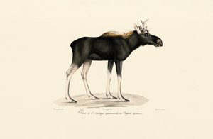 American Moose by Jacques Christophe Werner