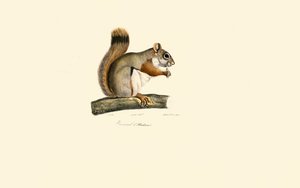 American Red Squirrel