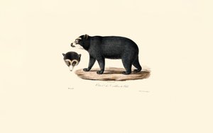 Andean Spectacled Bear by Jacques Christophe Werner