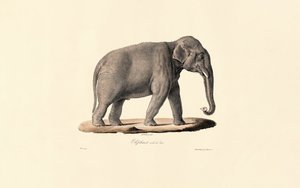 Asian Elephant