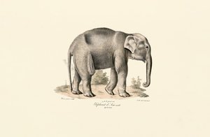 Asian Elephant by Jacques Christophe Werner
