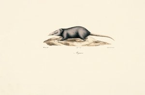 Asian House Shrew by Jacques Christophe Werner