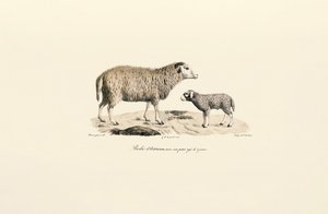 Aurucan Sheep with Lamb