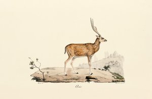 Axis Deer by Jacques Christophe Werner