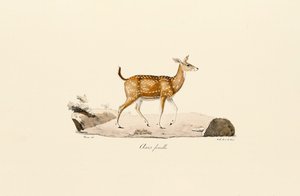 Axis Deer Female