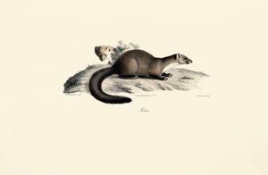 Beech Marten by Jacques Christophe Werner