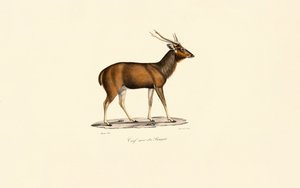 Bengal Axis Deer
