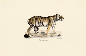 Bengal Tiger (Female) in Side View