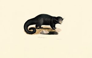 Binturong