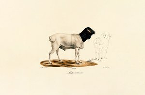 Black-headed Sheep
