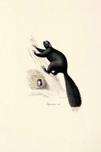 Male Black Capuchin Monkey by Jacques Christophe Werner