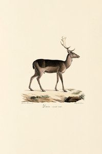 Black Fallow Deer Variant