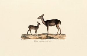 Black Fallow Doe with Fawn