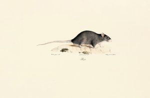 Black Rat