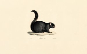 Black Squirrel