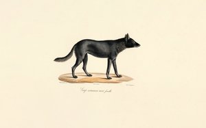 Black Wolf Female