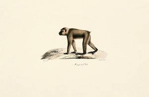 Bonnet Macaque