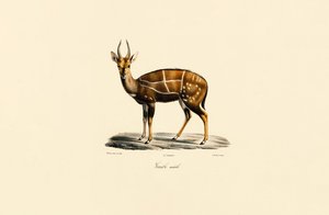 Bushbuck (Male)
