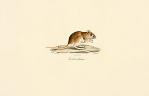 Bushy-tailed Jird