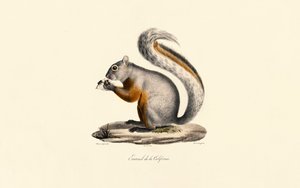 California Ground Squirrel
