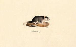 Cape Dormouse