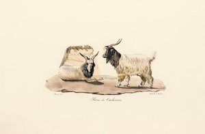 Cashmere Goat