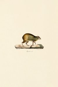 Central American Agouti (Male) by Jacques Christophe Werner