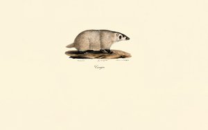 Coati by Jacques Christophe Werner