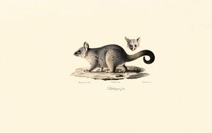 Common Brushtail Possum by Jacques Christophe Werner