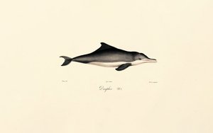 Common Dolphin by Jacques Christophe Werner