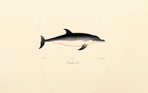 Common Dolphin